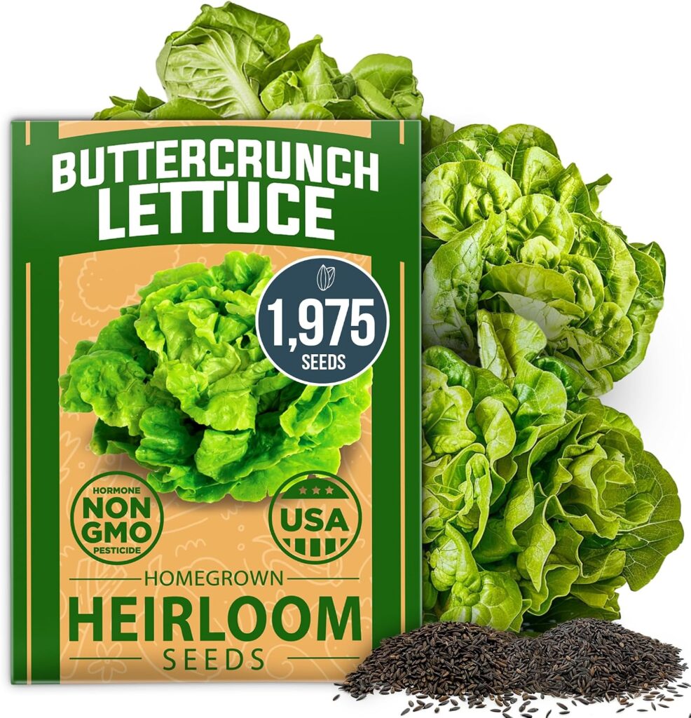 HOME GROWN Buttercrunch Lettuce Seeds Bulk Pack 1975+ Heirloom Non GMO Seeds for Planting, Bibb Lettuce, Indoor Outdoor Hydroponic Garden, Heat Tolerant, Sweet Tender Green Leaves (Lactuca Sativa)Beyond the Soil seeds