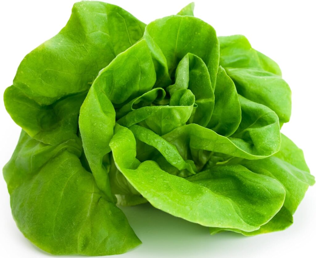 1000+ Tom Thumb Heirloom Lettuce Seeds - Non-GMO USA Grown - Miniature 5" Heads Butterhead Bibb Type Lettuce - Grows Indoors or Outdoors with Soil or HydroponicsBeyond the Soil seeds